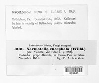 Naematelia encephala image